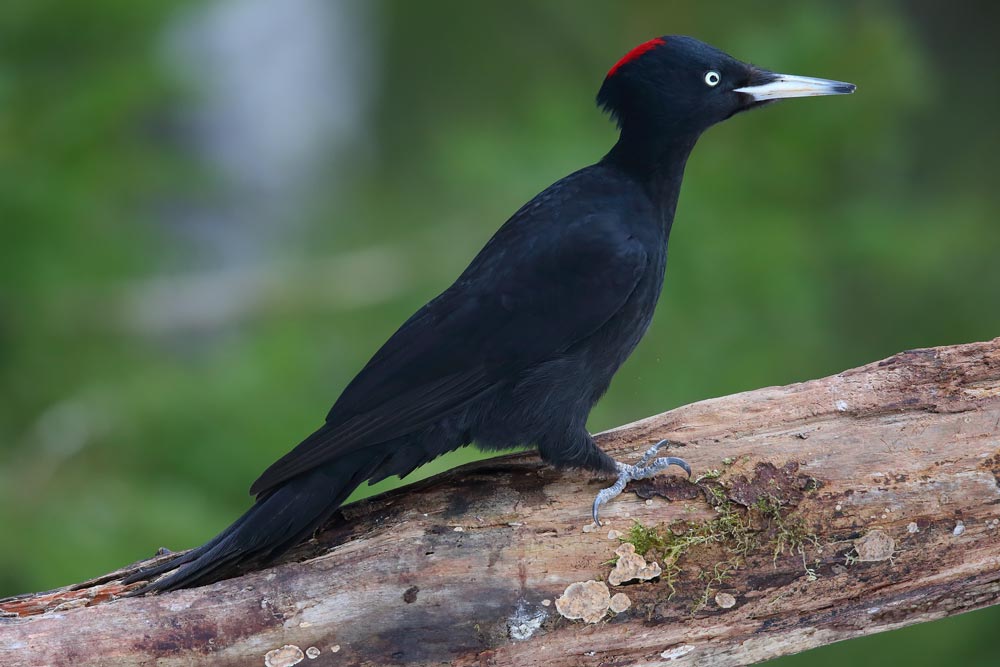 Black Woodpecker kana inoda