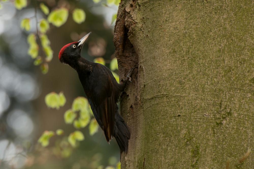 Black Woodpecker кара Woodpecker же