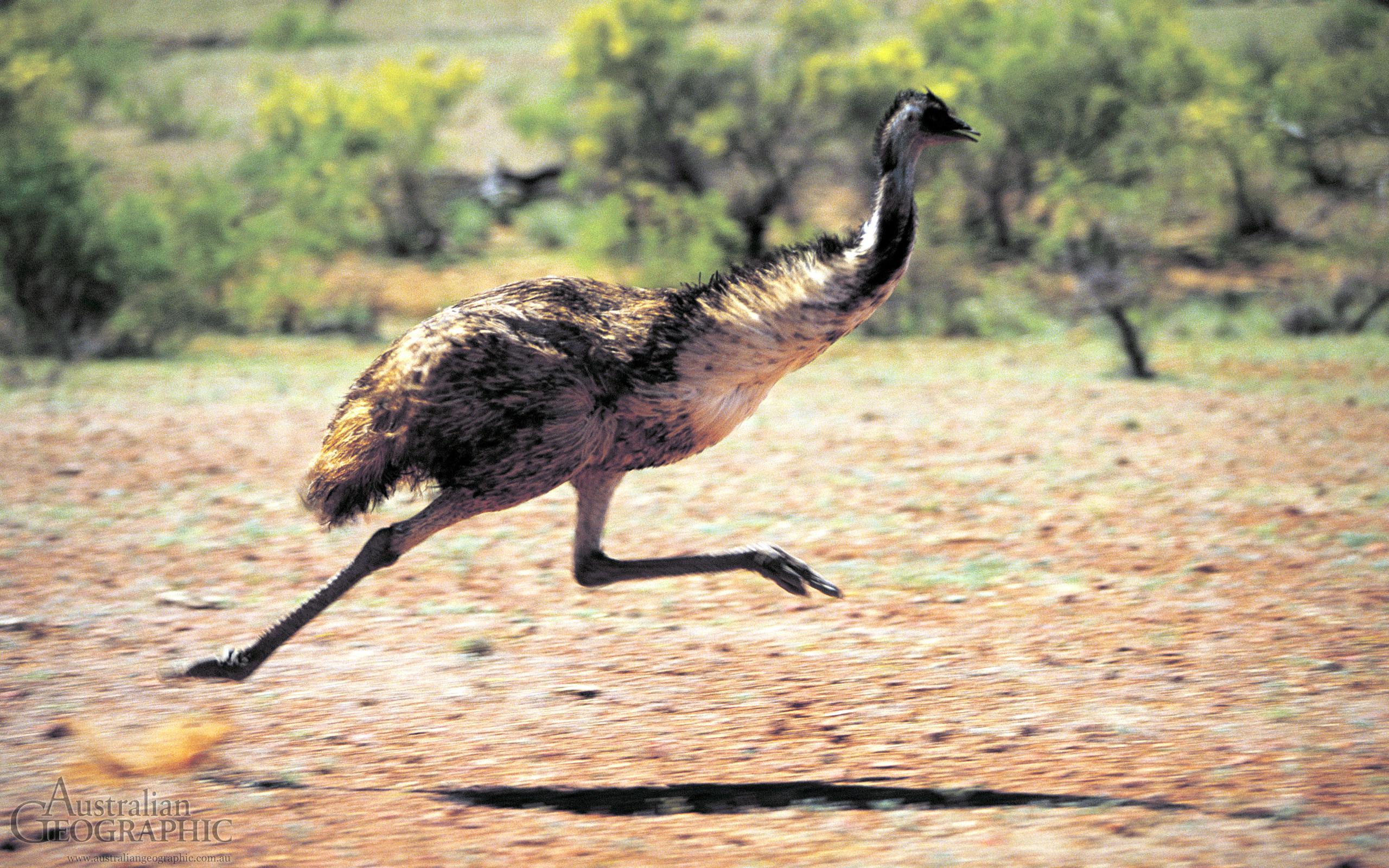 Emu fotosurati
