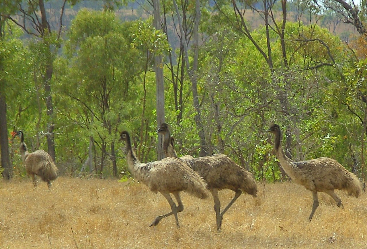 Pack emu