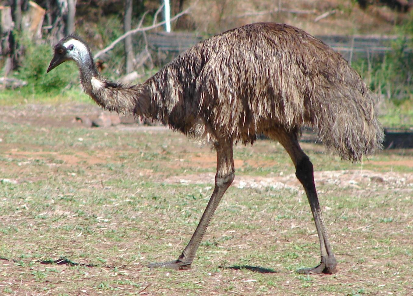 Foto de emu