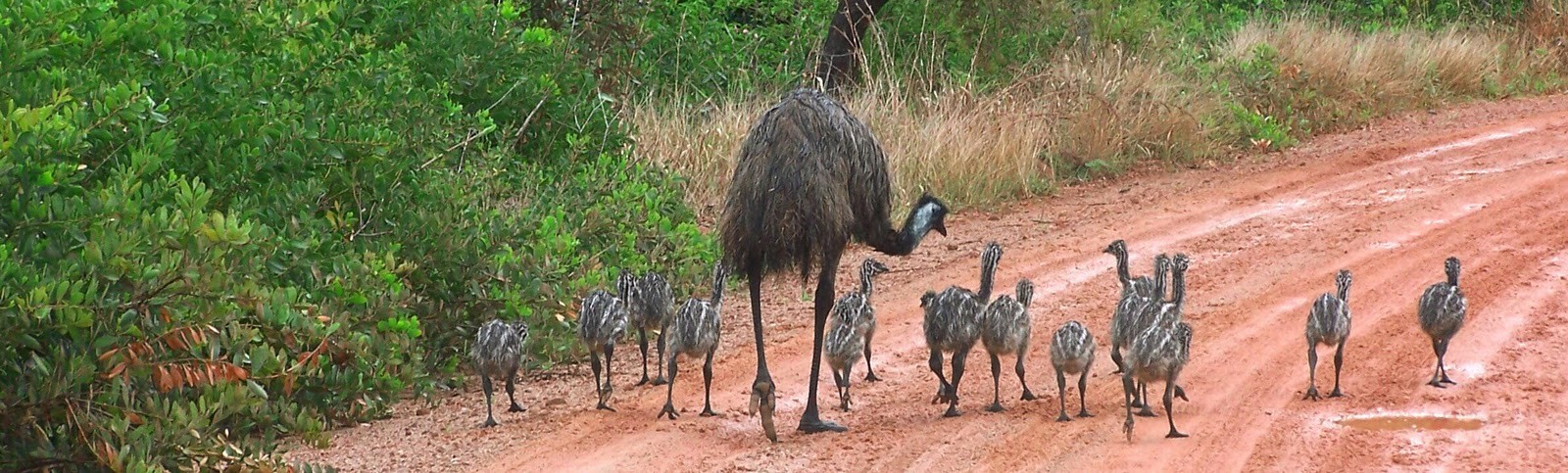 Emu család