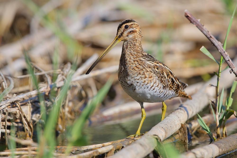 Snipe among the thickets coastal