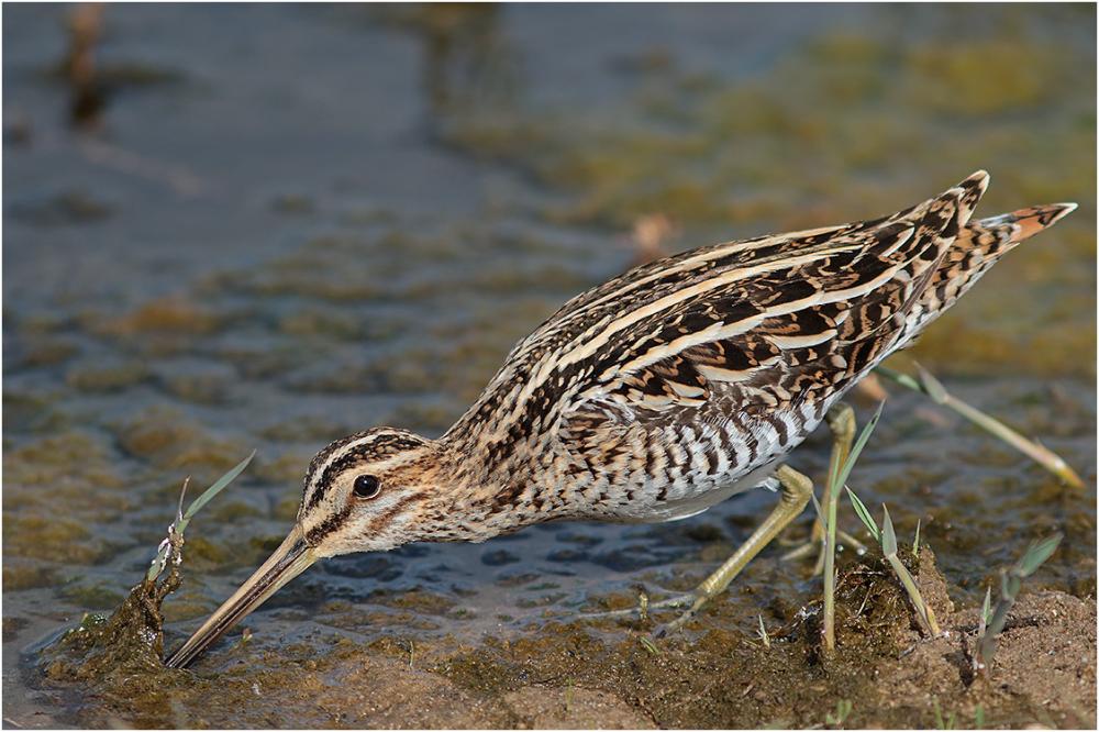 Young snipe search food