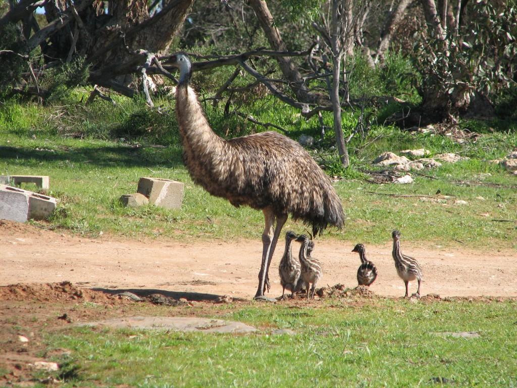 Emu manlik met kuikens, dieretuin in Suid-Australië