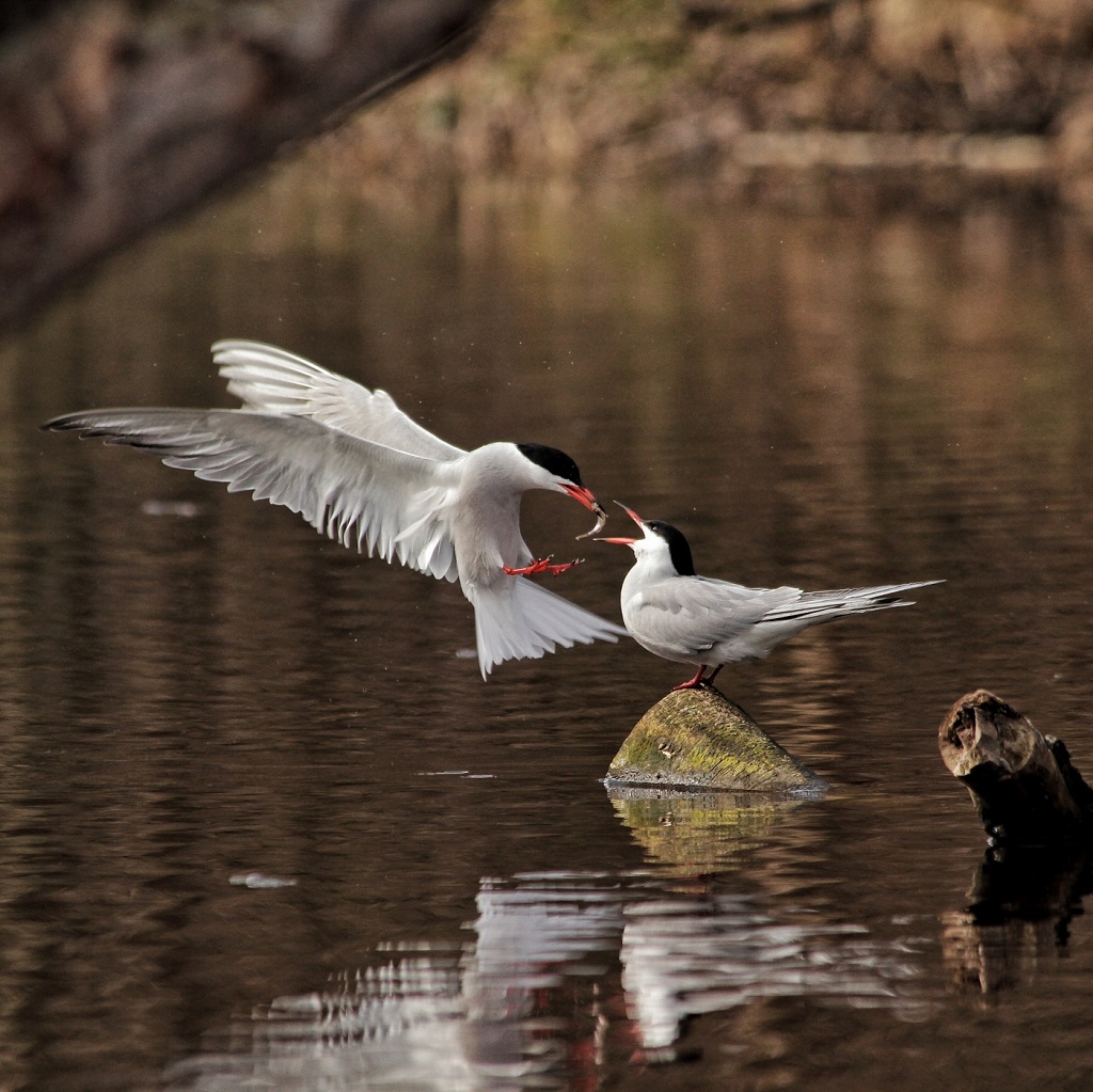 Өсүп келе жаткан муундарга Common Tern Feeding