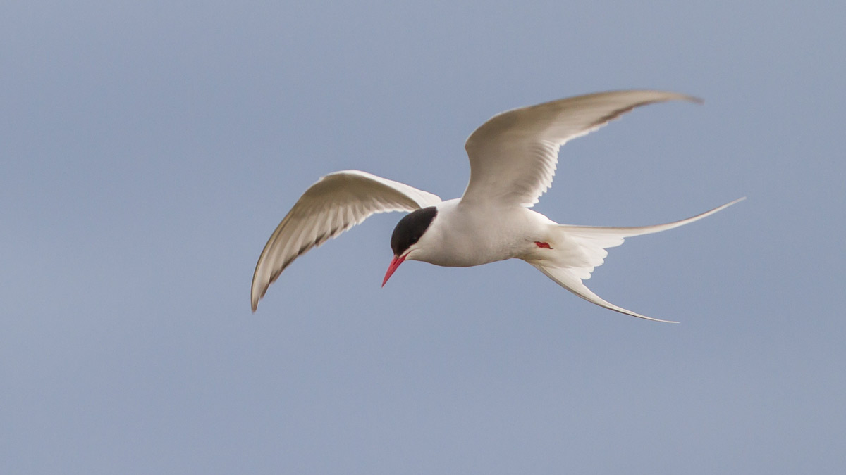 Arctic tern nigba flight