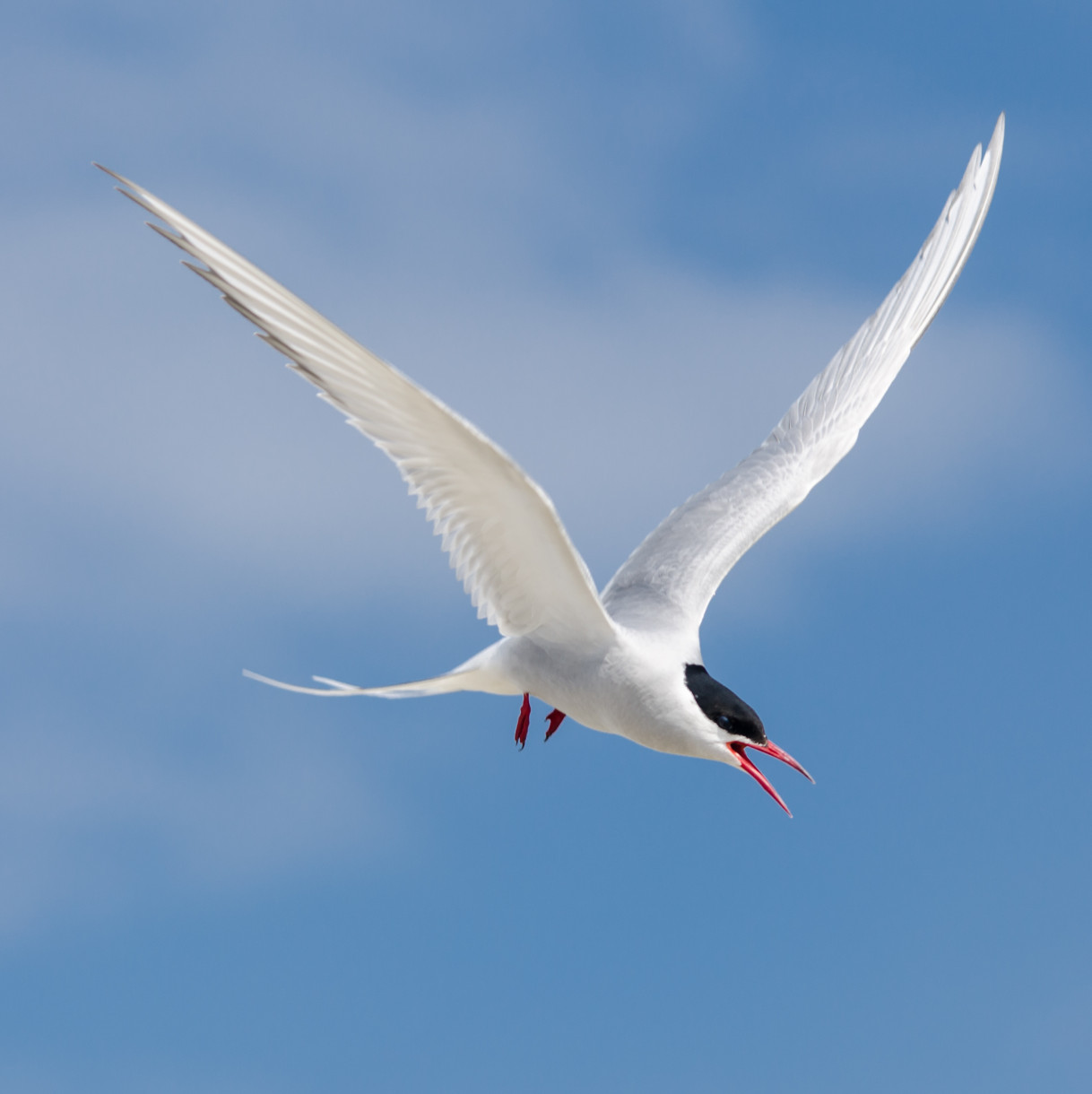 I-Arctic tern