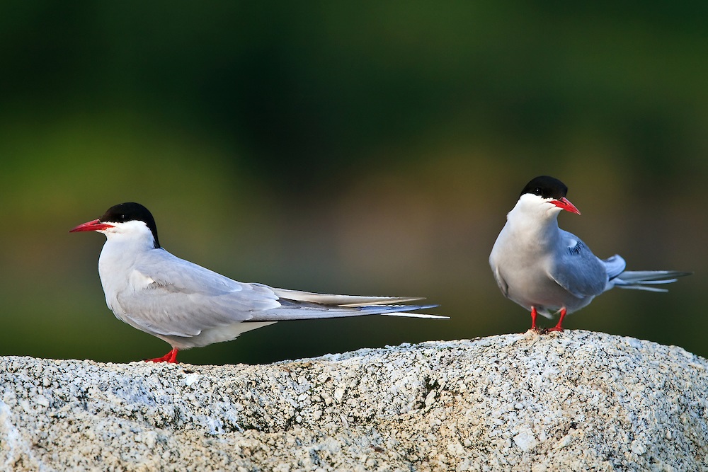 Arctic terns ქვის