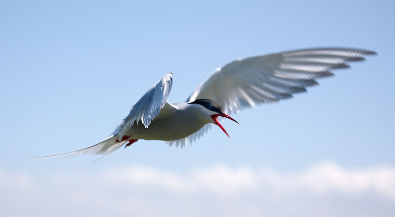 Arktisk tern: ett foto av en fågel i flygning