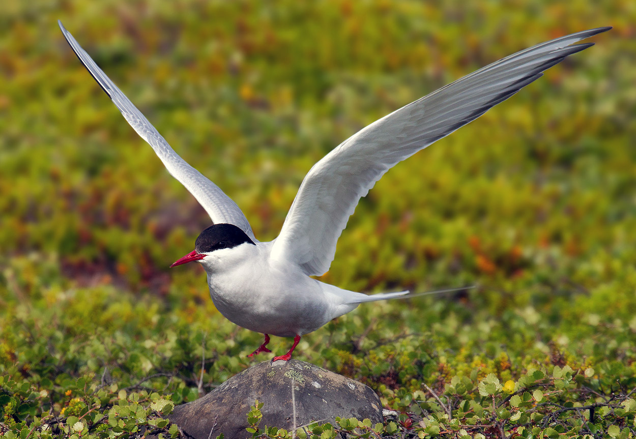 Arktisk tern på stranden på en sten med upphöjda vingar