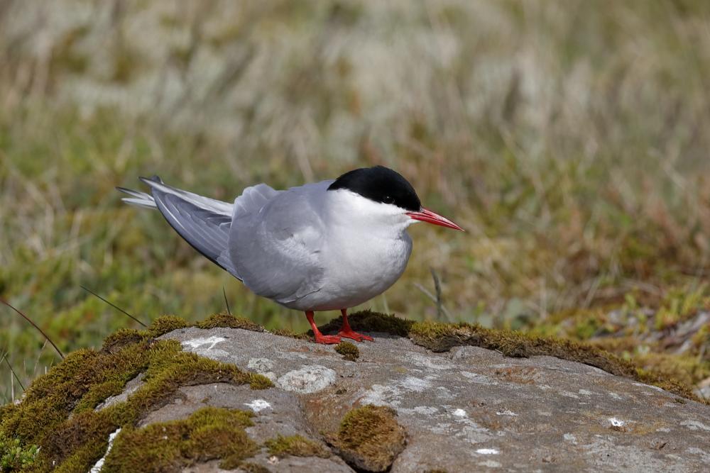 Arctic tern on a stone overgrown with moss
