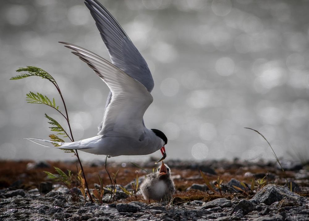 Charrán ártico en vuelo alimenta al polluelo