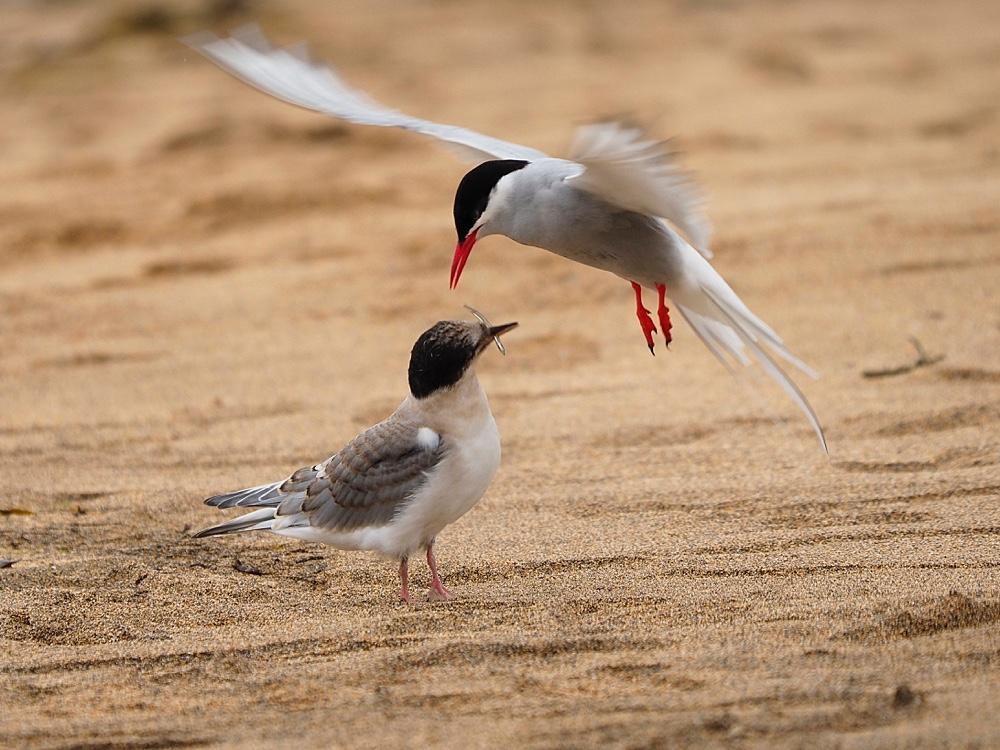 Arctic Tern კვებავს ზრდასრული chick
