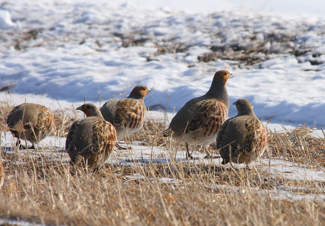 Partridge'i pere ja esimene lumi