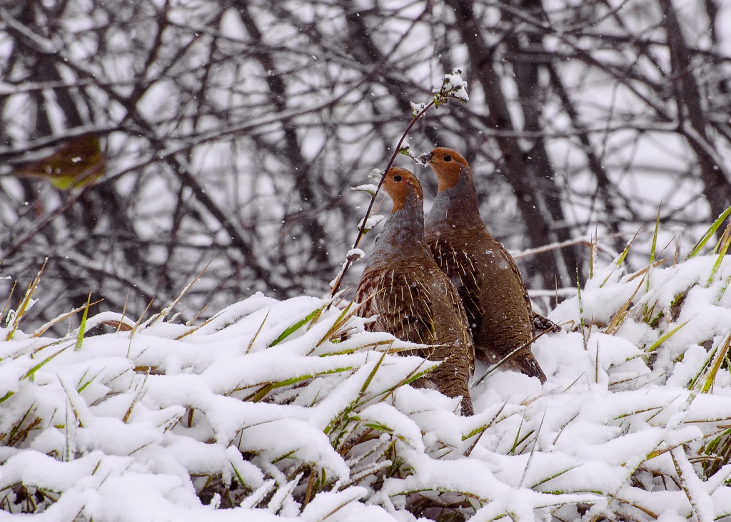 Grå partridges og den første snøstorm
