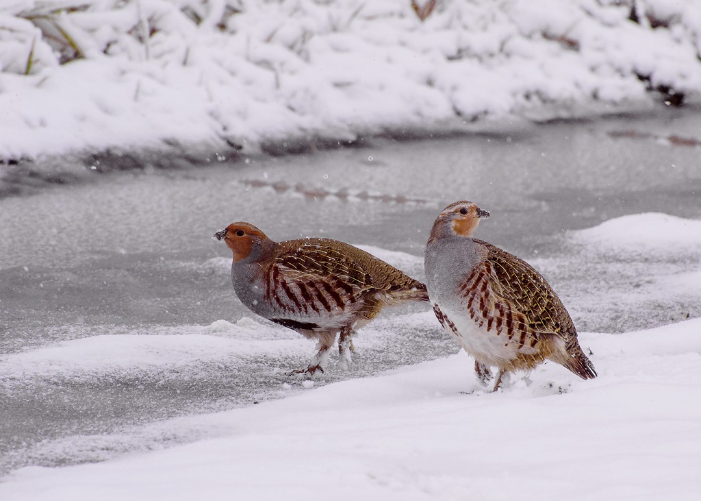 Grå partridges om vinteren