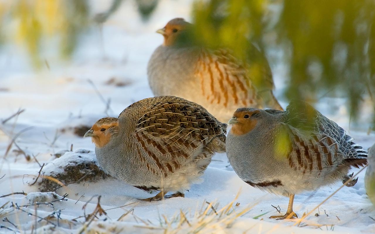 Το Partridges είναι το χειμώνα