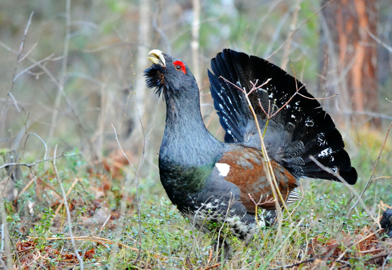 Spring Spring Capercaillie дар муштҳои чӯб