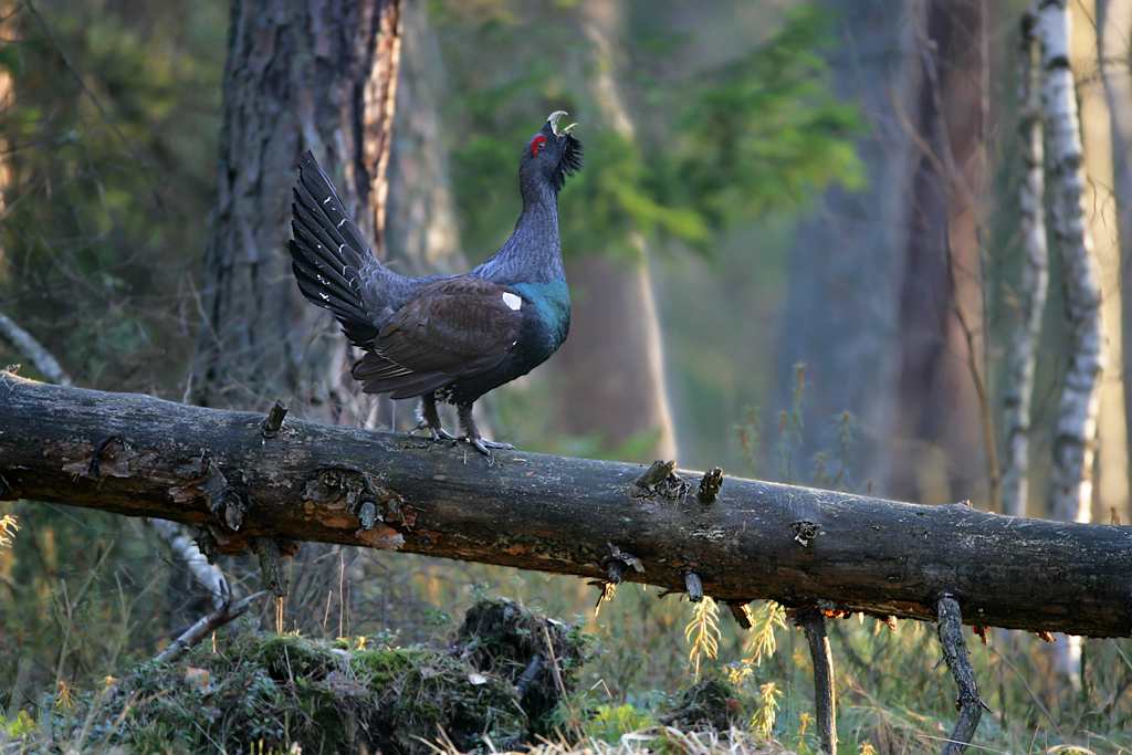 Capercaillie tokuet
