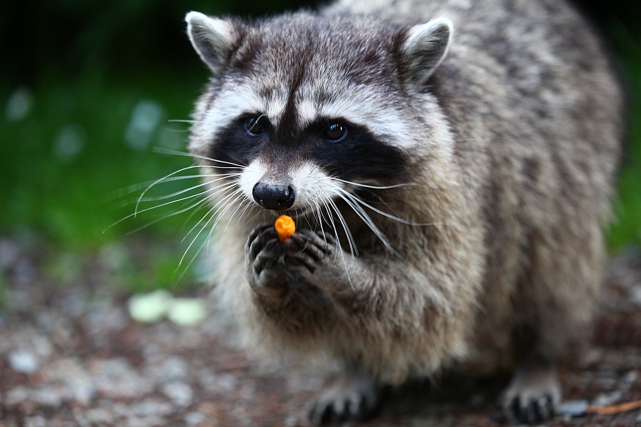 Raccoon makan