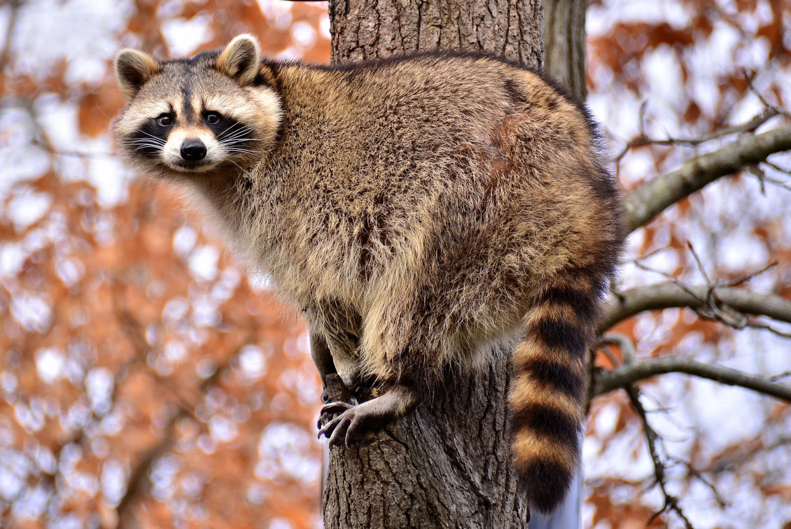 Raccoon on ხე