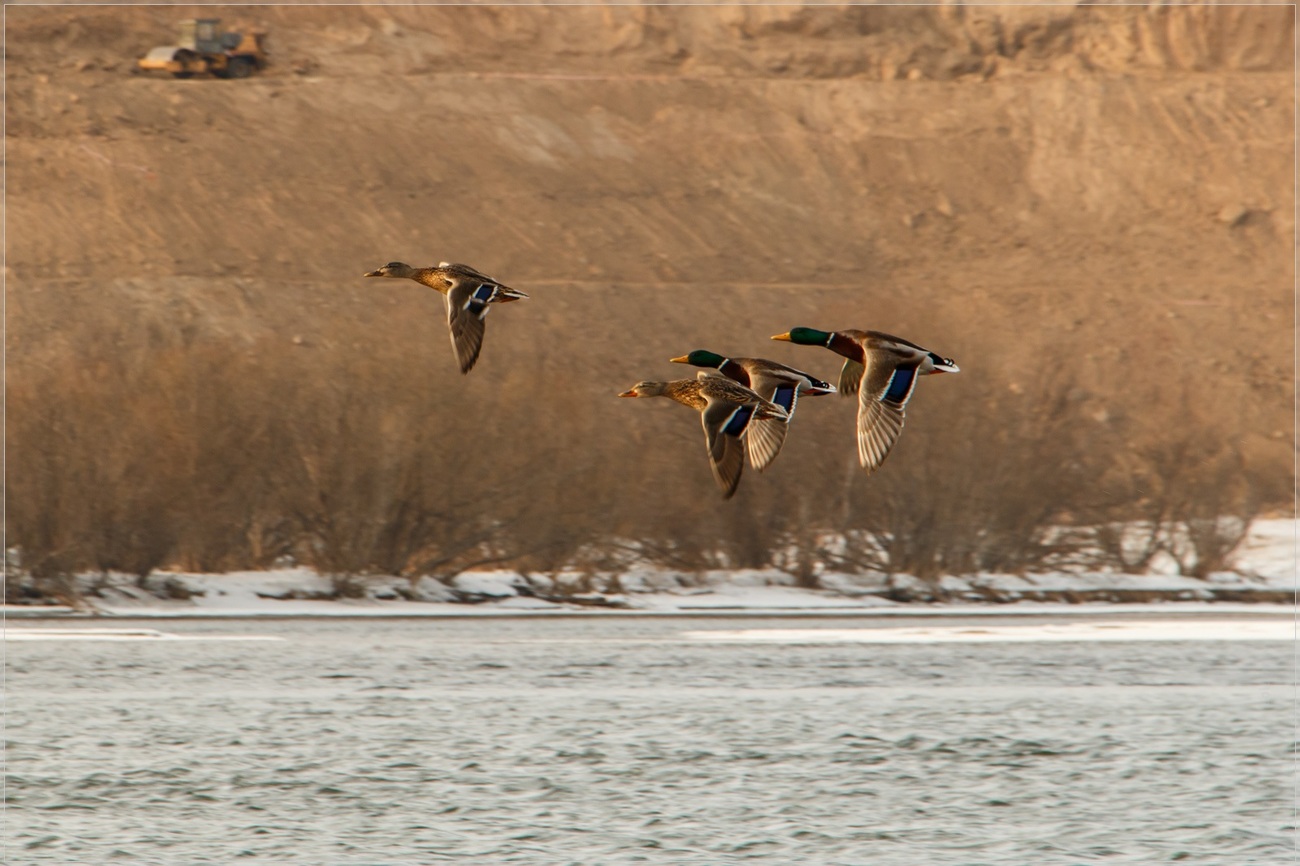Vol de canards colverts au-dessus du Yenisseï
