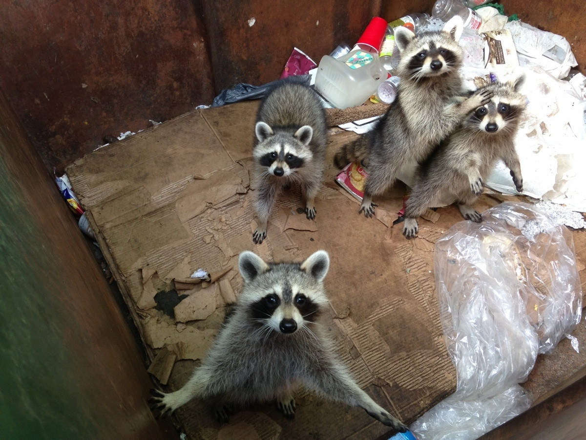 Raccoons am Trash