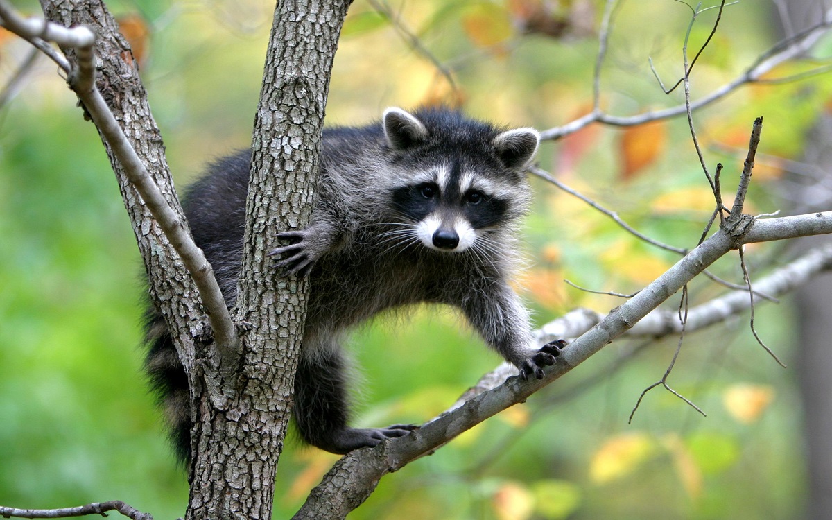 Raccoon in ligno