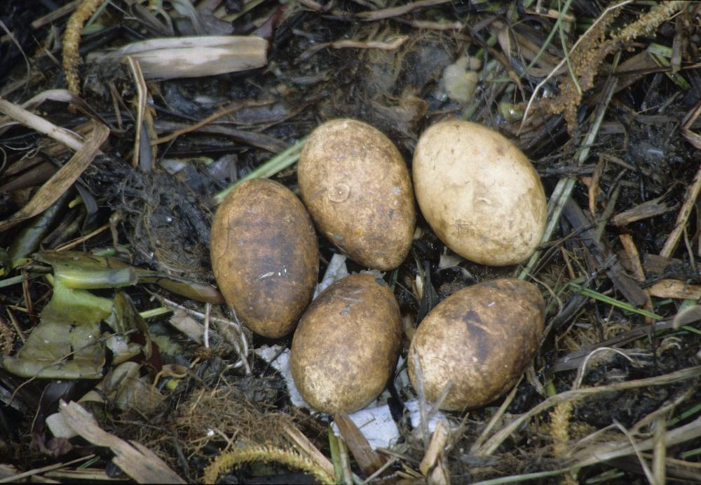 Huevos de chomgi en el nido.