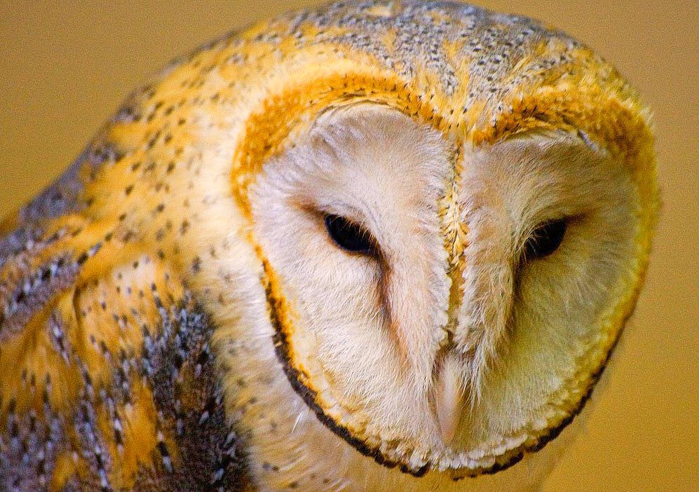 морда Малыш Owl