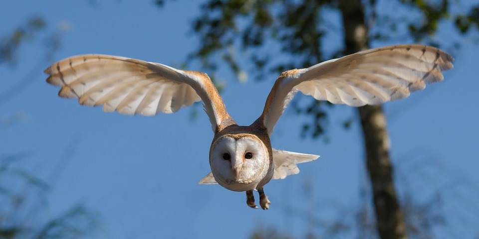 Barn Owl: pandangan depan burung hantu