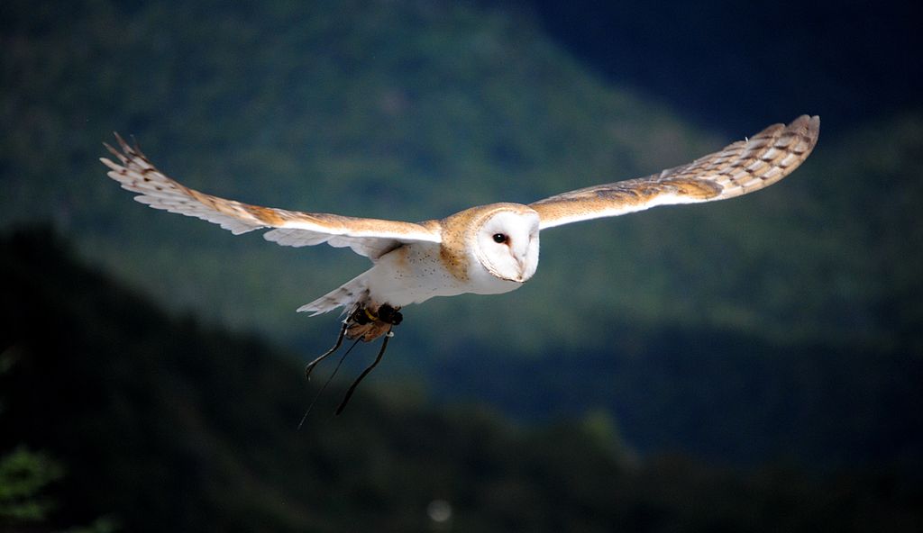Barn owl ni flight