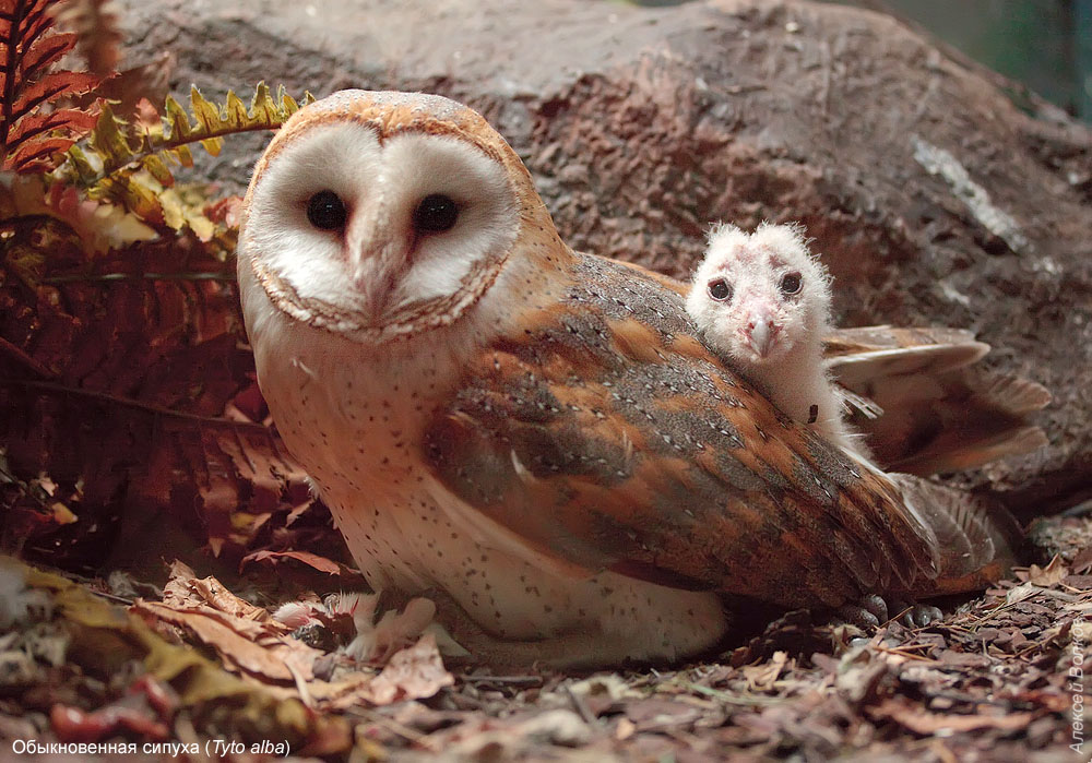 Barn owl հետ chick