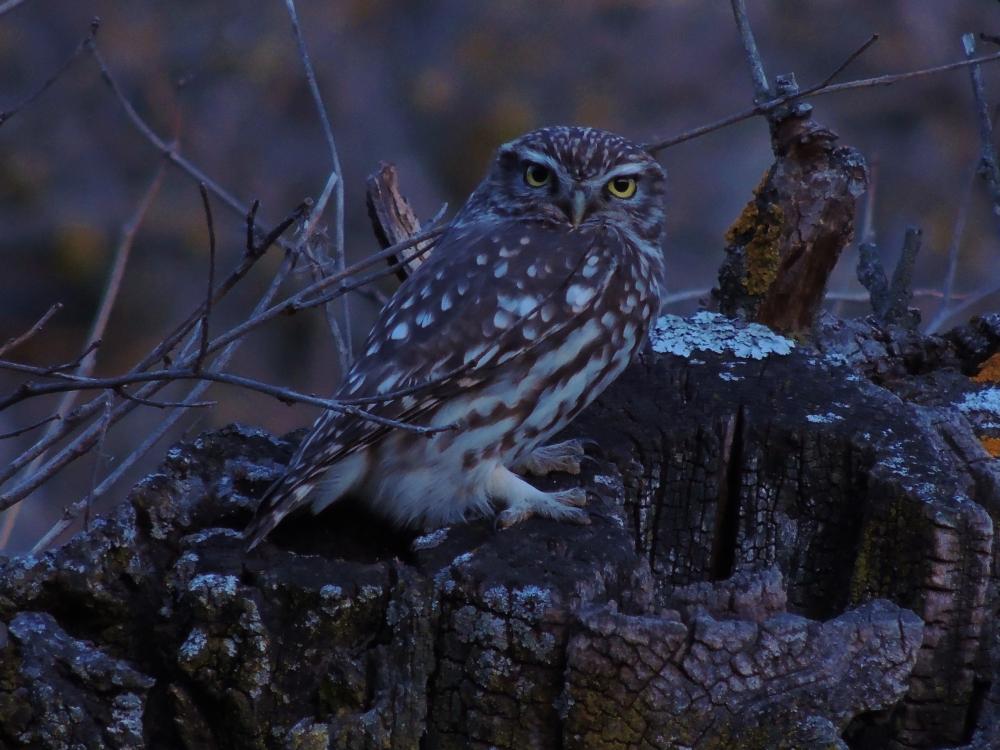 პატარა owl: ღამის ფოტო