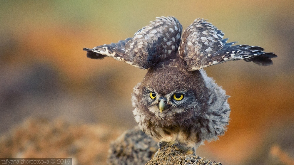 ახალგაზრდა პატარა owl