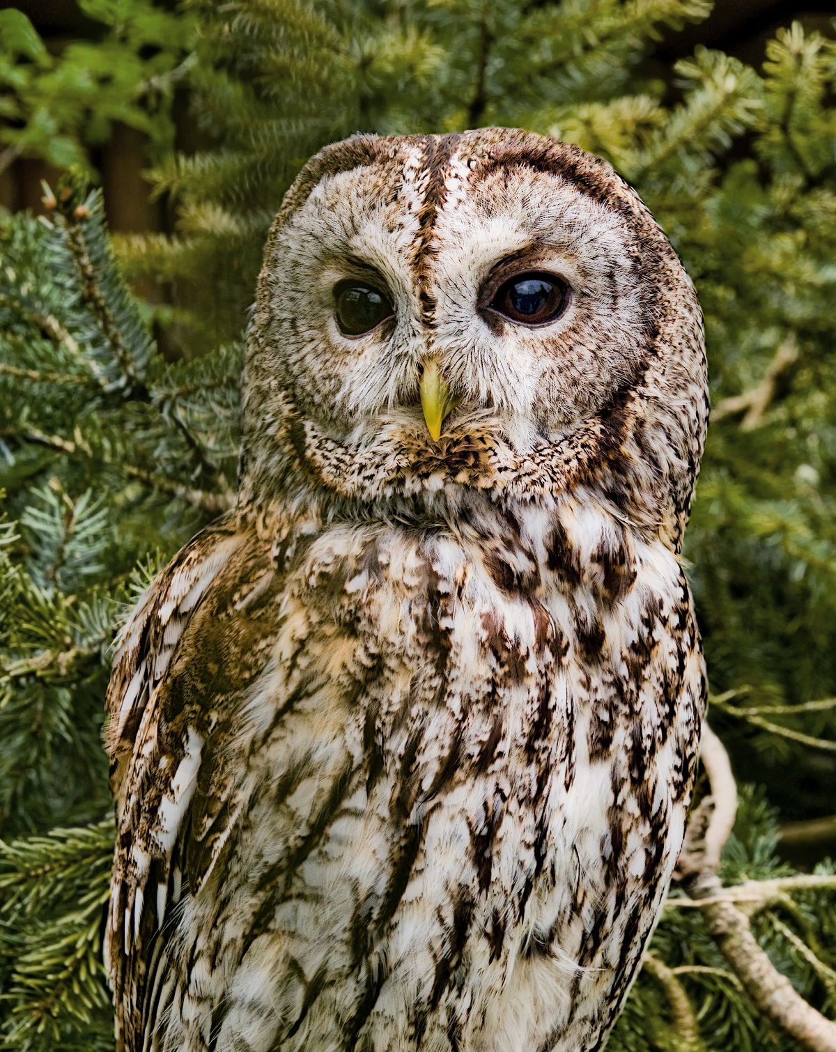 Gray Tawny, front view