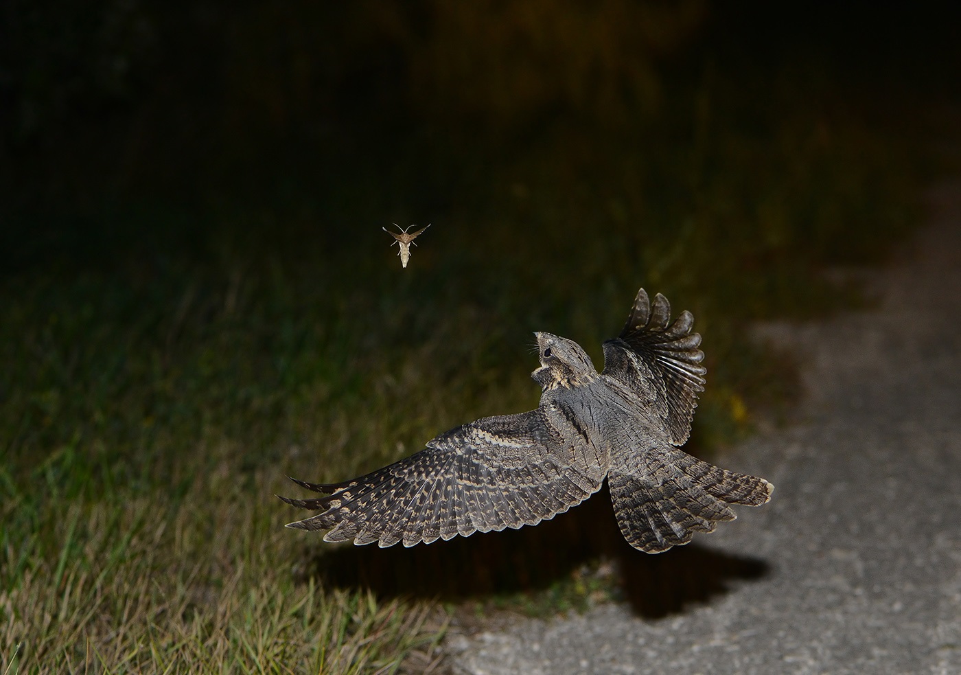 Nightjar loví v noci