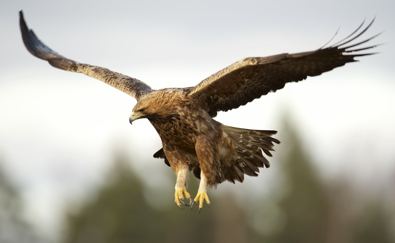 Eagle Golden Eagle í flugi