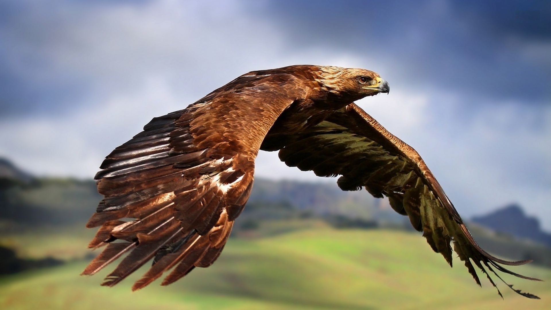 Eagle eagle golden in flight