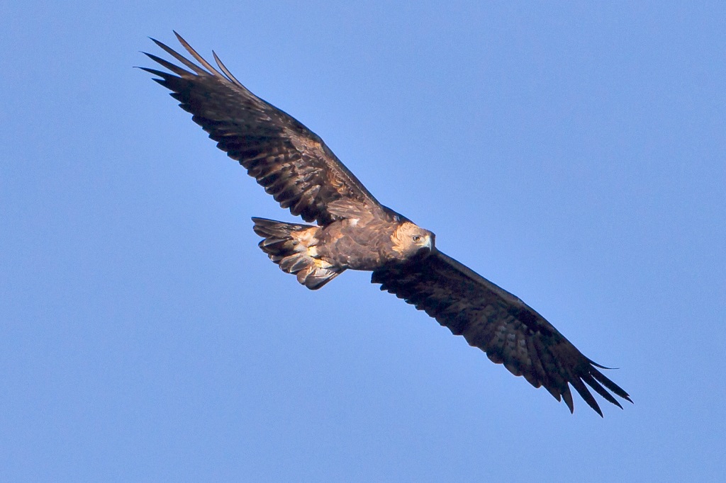 Eagle eagle dhuwur ing langit