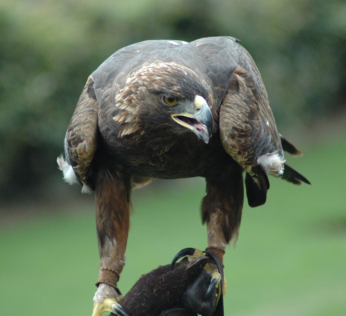 Golden Eagle: oju iwaju