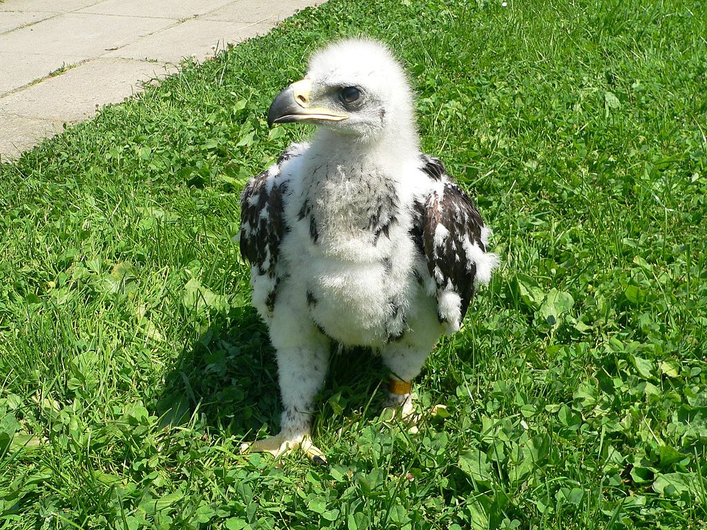 Águila adulta con signos de plumaje.