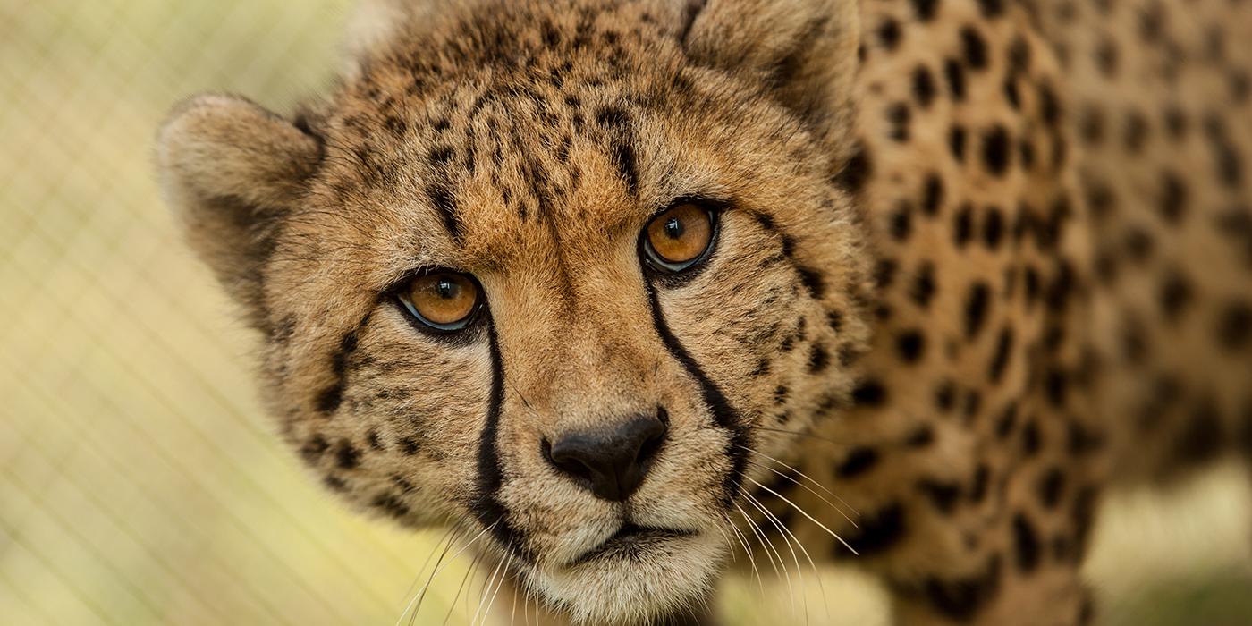 Fotografija geparda