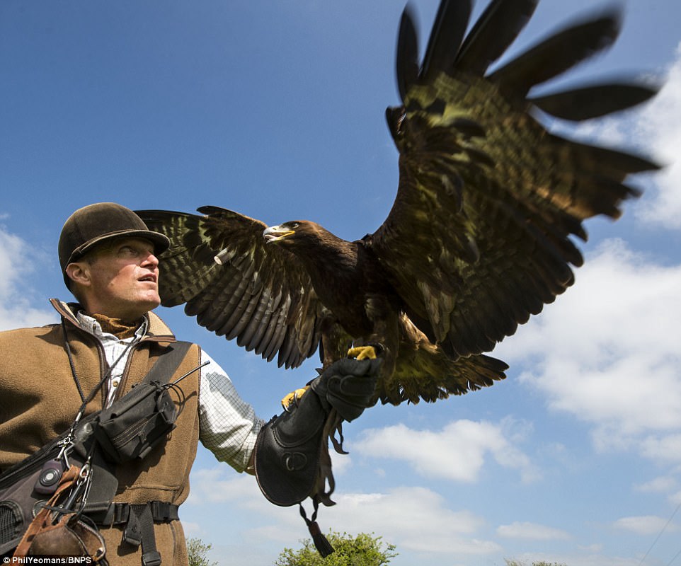 شکارچی با یک عقاب طلایی روی دستش