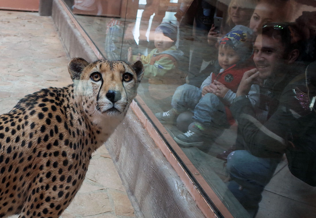 Cheetah në një kopsht zoologjik privat në Demidov. Ukrainë