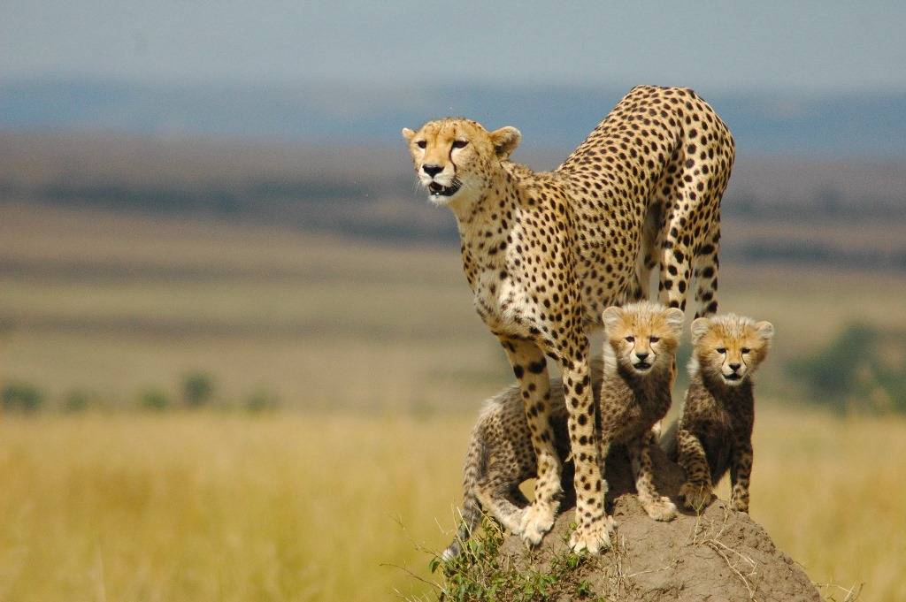 ფოტო cheetah