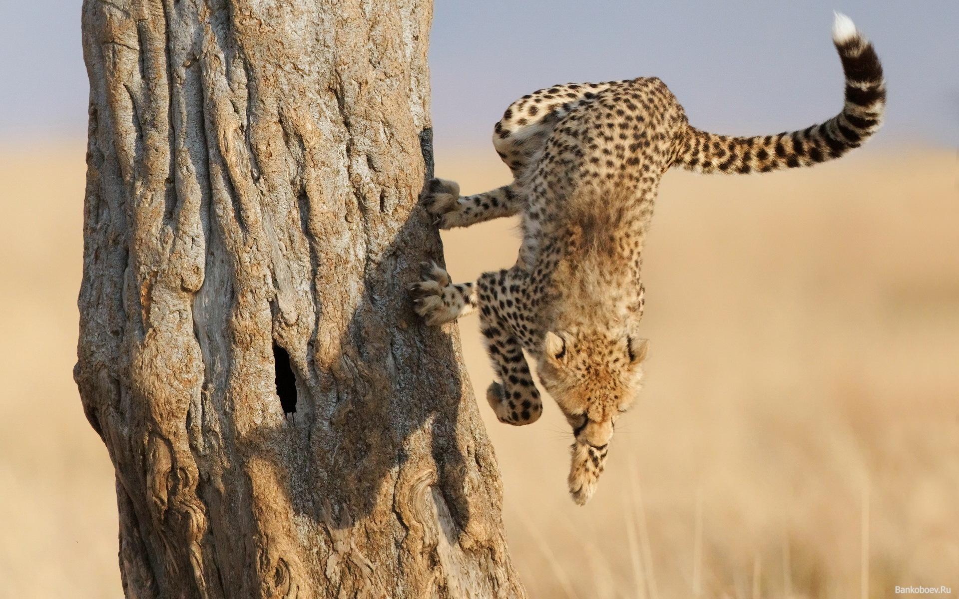Foto e një cheetah në një kërcim