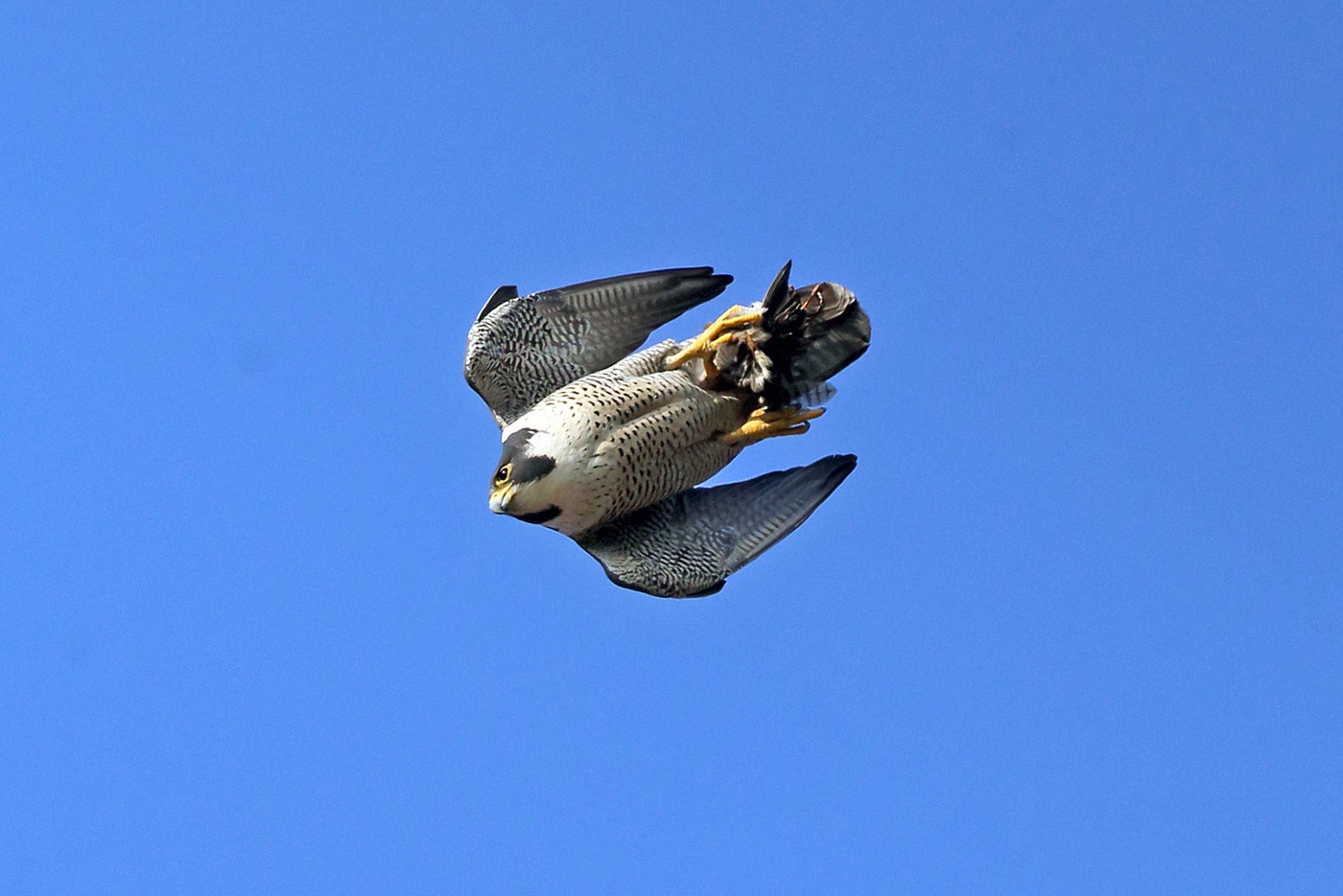 Peregrine Falcon буттарын мүмкүн, канаттуу guillemot