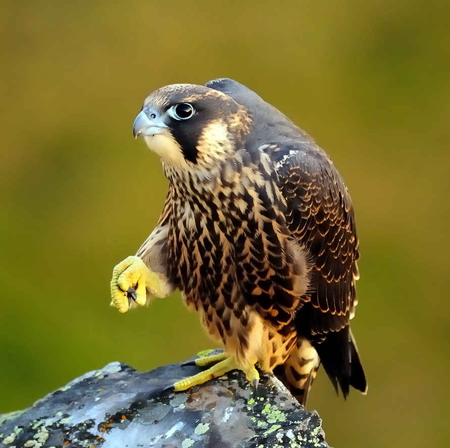 Bir kuş Peregrine Falcon güzel fotoğraf
